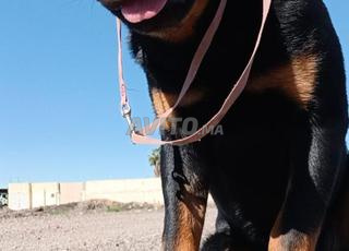 تدريب حراسة الكلاب