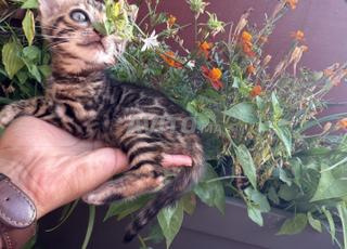 قطط بنغال / Bengal Cats