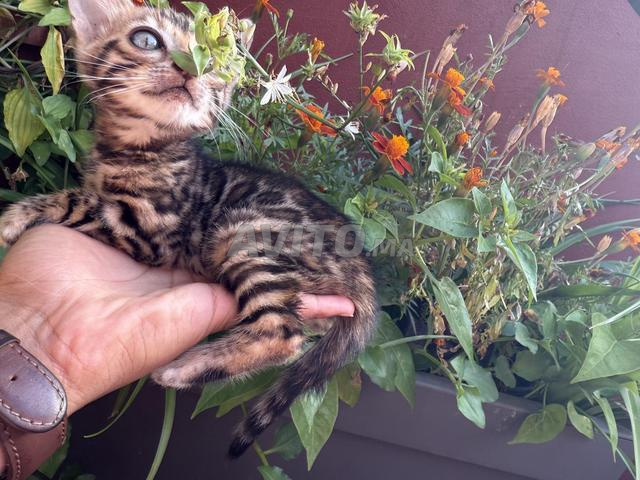 قطط بنغال / Bengal Cats