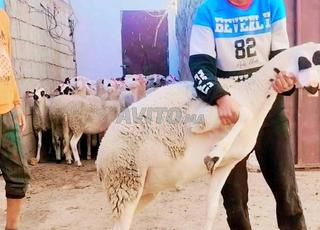 Annuelle sardaise bonne et nocive