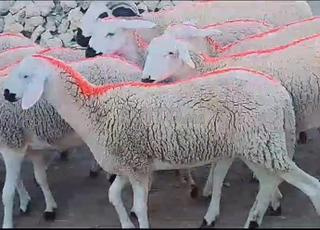 حولية صردية مليحة ضارة للبيع