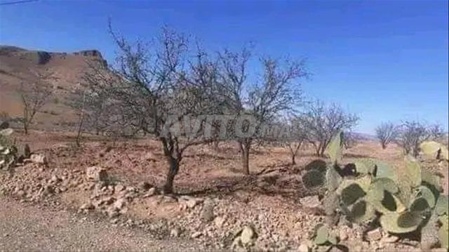 أرض فلاحية للبيع نواحي وجدة جماعة مستفركي زكارة