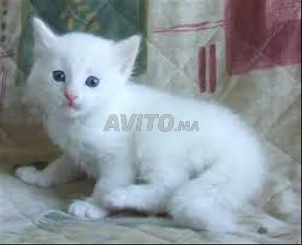 قطة صغيرة أونغورا صغيرة