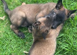 Chien malinois 2 mois