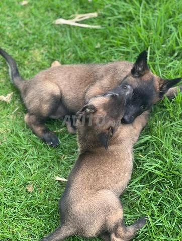 Chien malinois 2 mois