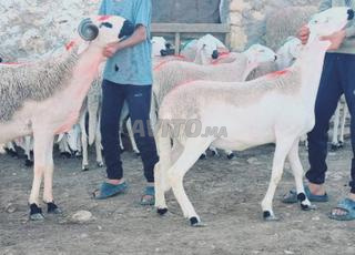 Salam 30, Sardinian anniversary, Mliha