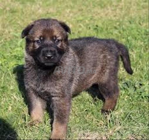 بيرجي ألموند غريز بيبي