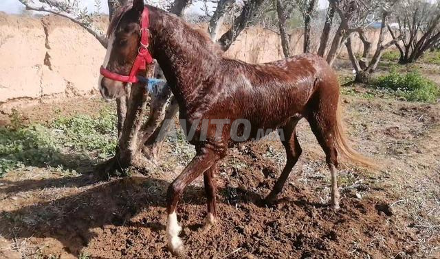 Jeune bête facile à manipuler, âgée d'un an et 7 mois