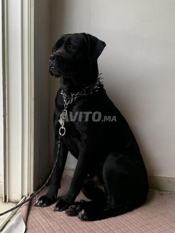 Cane Corso femelle