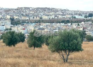 MOU-AI-1006 - أرض للبيع في مولاي يعقوب