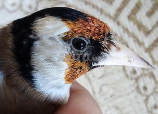 أنثى مُقنين