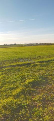 Vends 4 H terrains agricoles prix sacrifiés