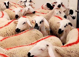 حولية صردية ضارة للبيع في البروج