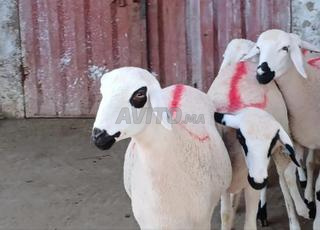 Génisse Sarda de bonne qualité, apte à la reproduction