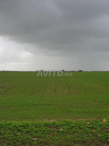 فرصة رائعة أرض أولاد صالح بوسكورة 21000م - 2