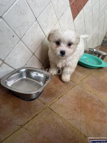 كلب بيشون مالطي جميل