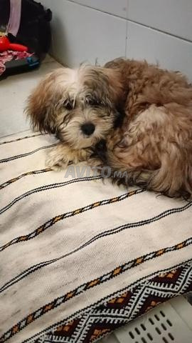 جرو بيشون هافانيز للبيع