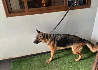 Chien berger allemand