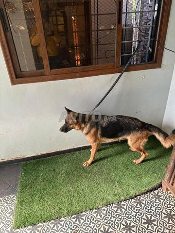 Chien berger allemand