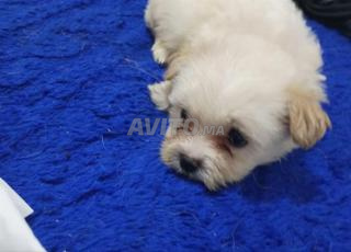 كلب بيشون هافانيز صغير الحجم سلالة نقية