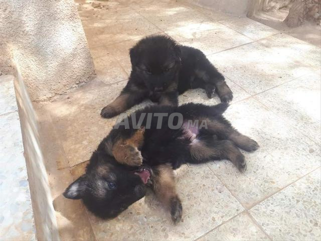 جراء كلب الراعي الألماني الملكي