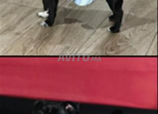 كلب صغير منزلي