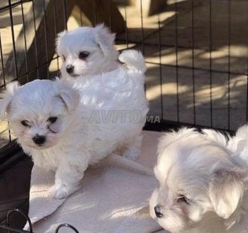 جراء بيشون مالطي أبيض، الأباء من سلالة نقية