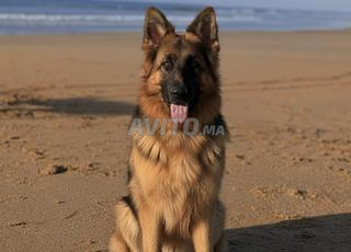 كلب الراعي الألماني أنثى