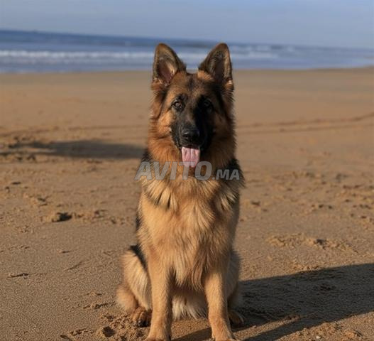 كلب الراعي الألماني أنثى