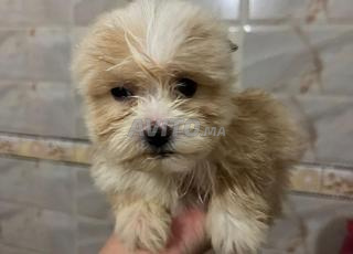 كلب بيشون هافانيز