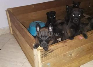 للبيع وليدات ملينوا شربوني