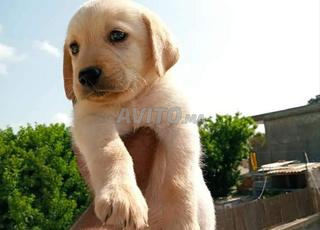 جراء لابرادور ريتريفر