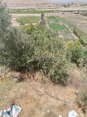 ضيعة فلاحية للبيع جماعة العنوصر صفرو طريق بولمان - 2