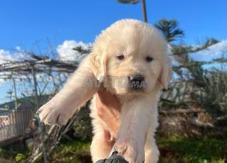 جولدن ريتريفر