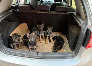 كلب الراعي الألماني