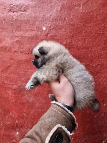 Spitz poméranien âgé de 55 jours, vermifugé