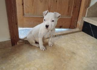 كلب من نوع بيتبول