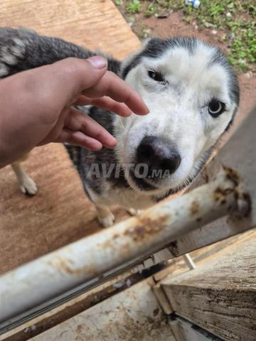 Je veux donner mes deux chiens car je déménage.