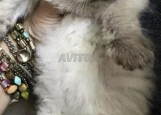 قطط صغيرة هملايا لطيفة