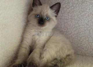 Chats siamois 2 mois d'âge