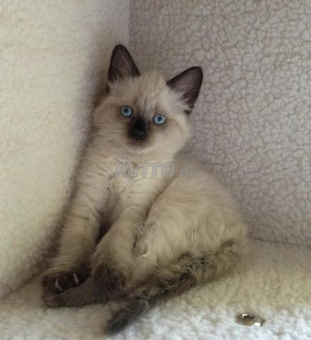 قطط سيامية بعمر شهرين
