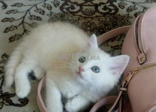 Angora chatons blancs