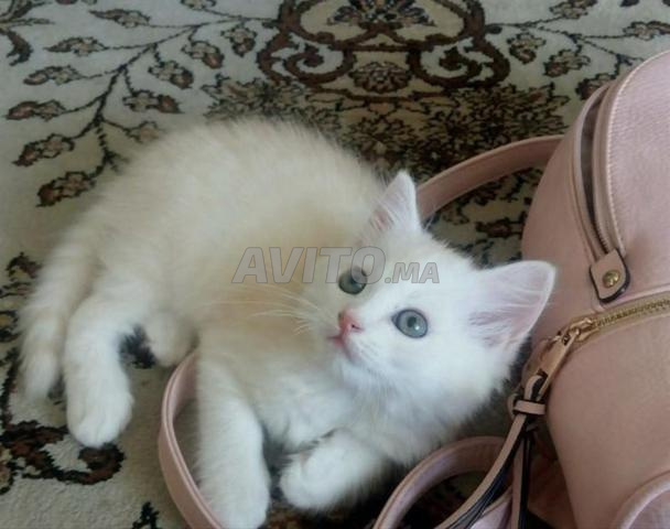 قطط أنجورا بيضاء