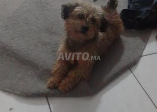 كلب كانيش ذكر في الدار البيضاء الثمن 600 درهم