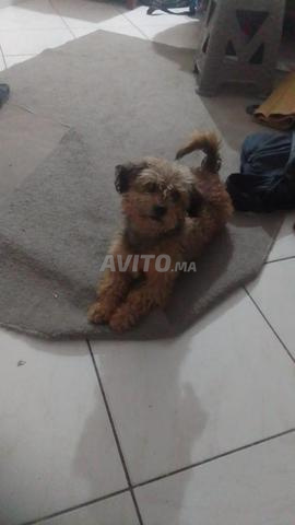 كلب كانيش ذكر في الدار البيضاء الثمن 600 درهم