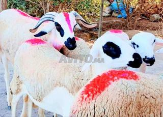 حولية صردية مليحة ضارة للبيع