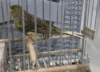 4 نتوات كنار واجدين للخدمة