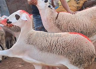 حولية صردية مليحة ضارة للبيع