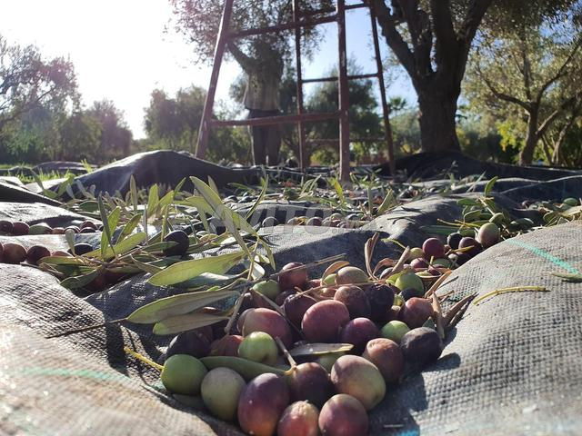 زيت زيتون بكر ممتاز أخضر - بيع بالجملة