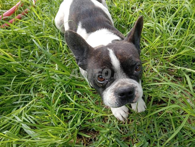 Vente d'animaux de compagnie